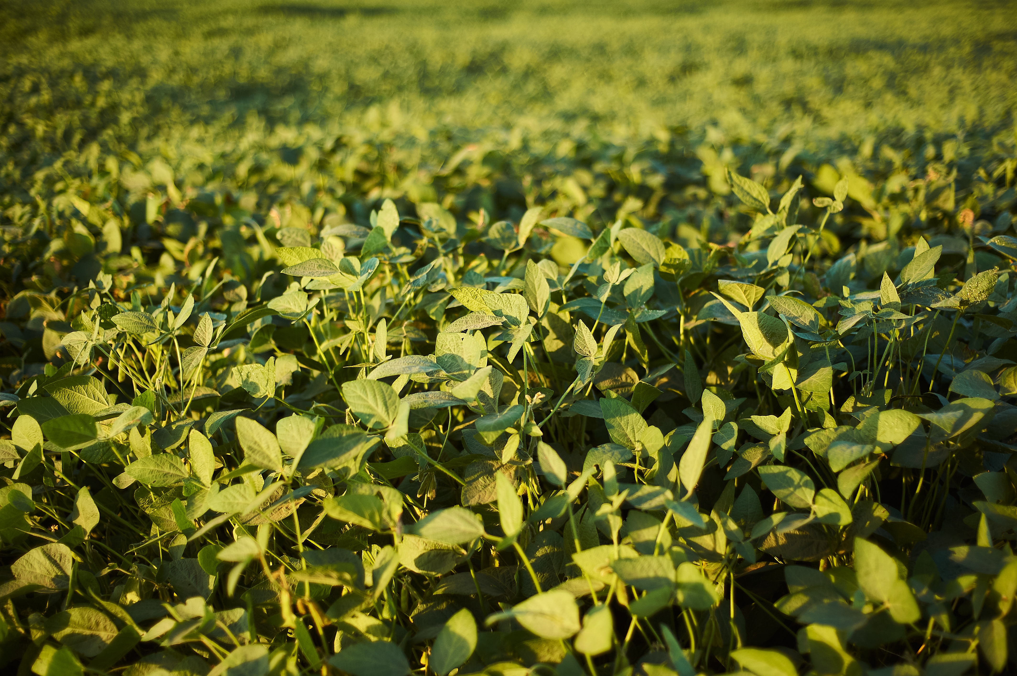 Chickpeas Specifications